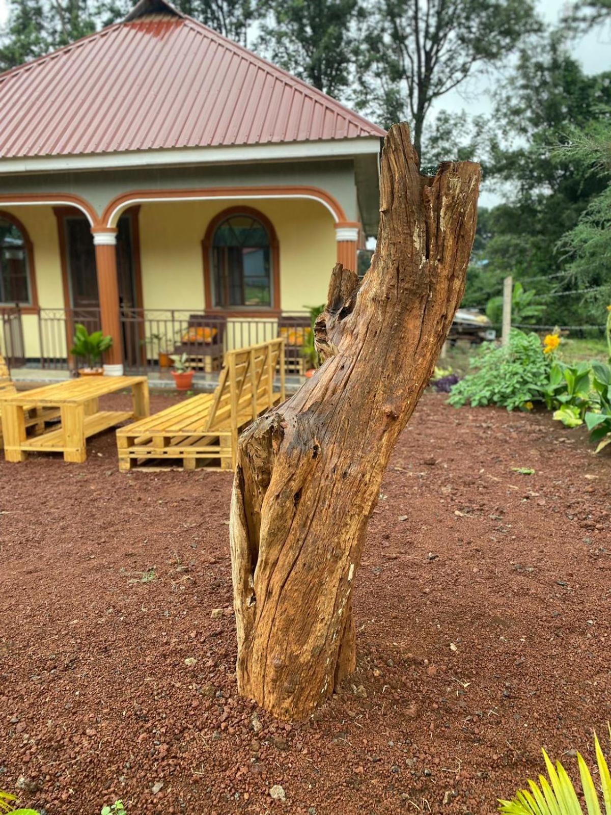 Home Feeling Kilimanjaro موشي المظهر الخارجي الصورة